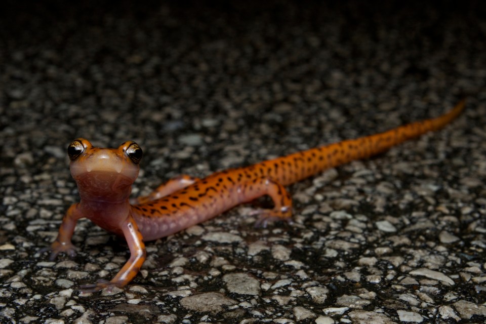 Cave Salamander (Eurycea lucifuga)