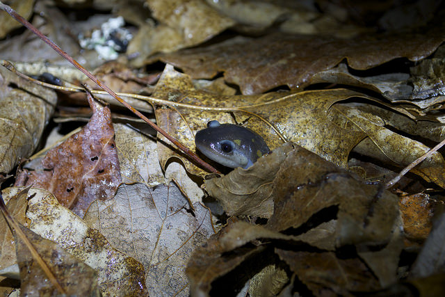 16514590550_8d01010f43_z