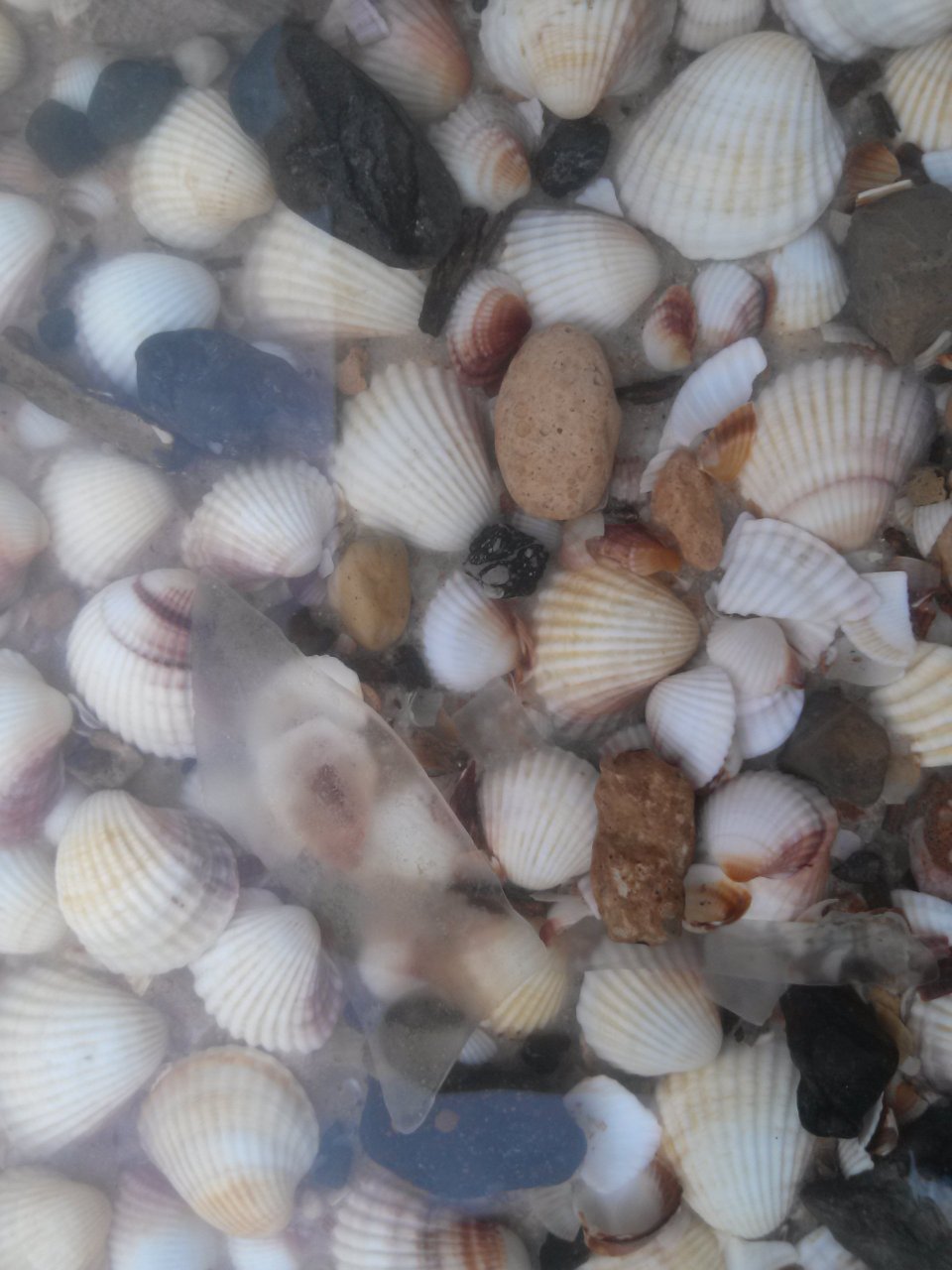 salinelake_shells