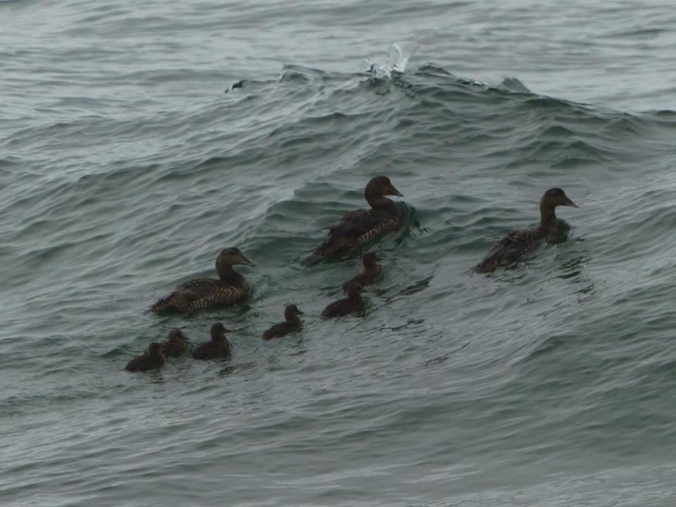 1eider2i