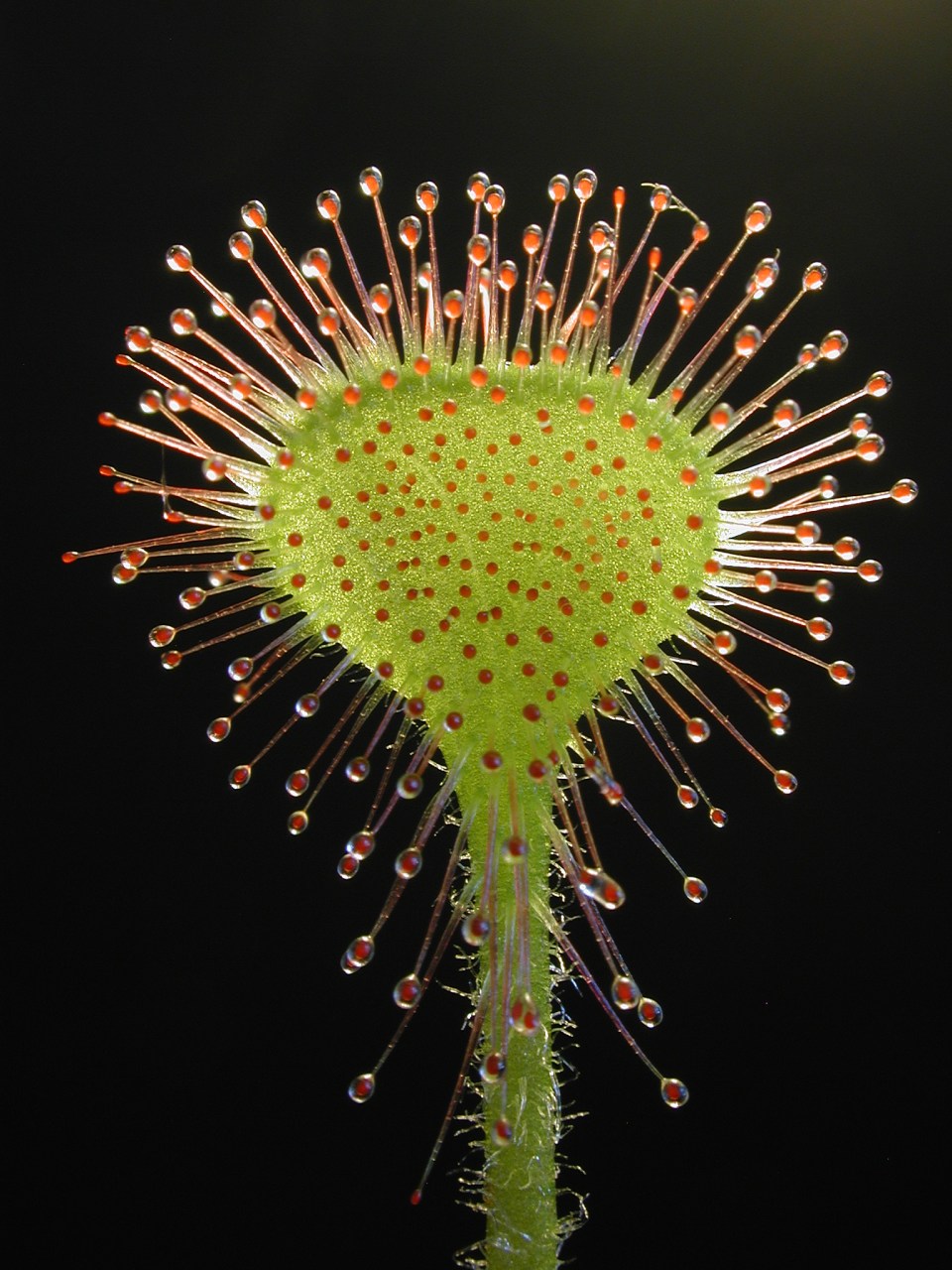 Drosera_rotundifolia_leaf