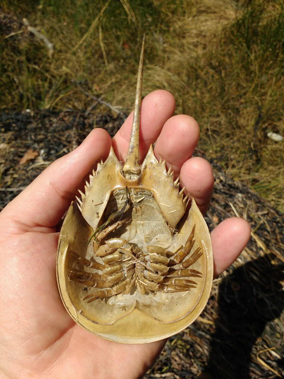 IMG_20160807_110950497