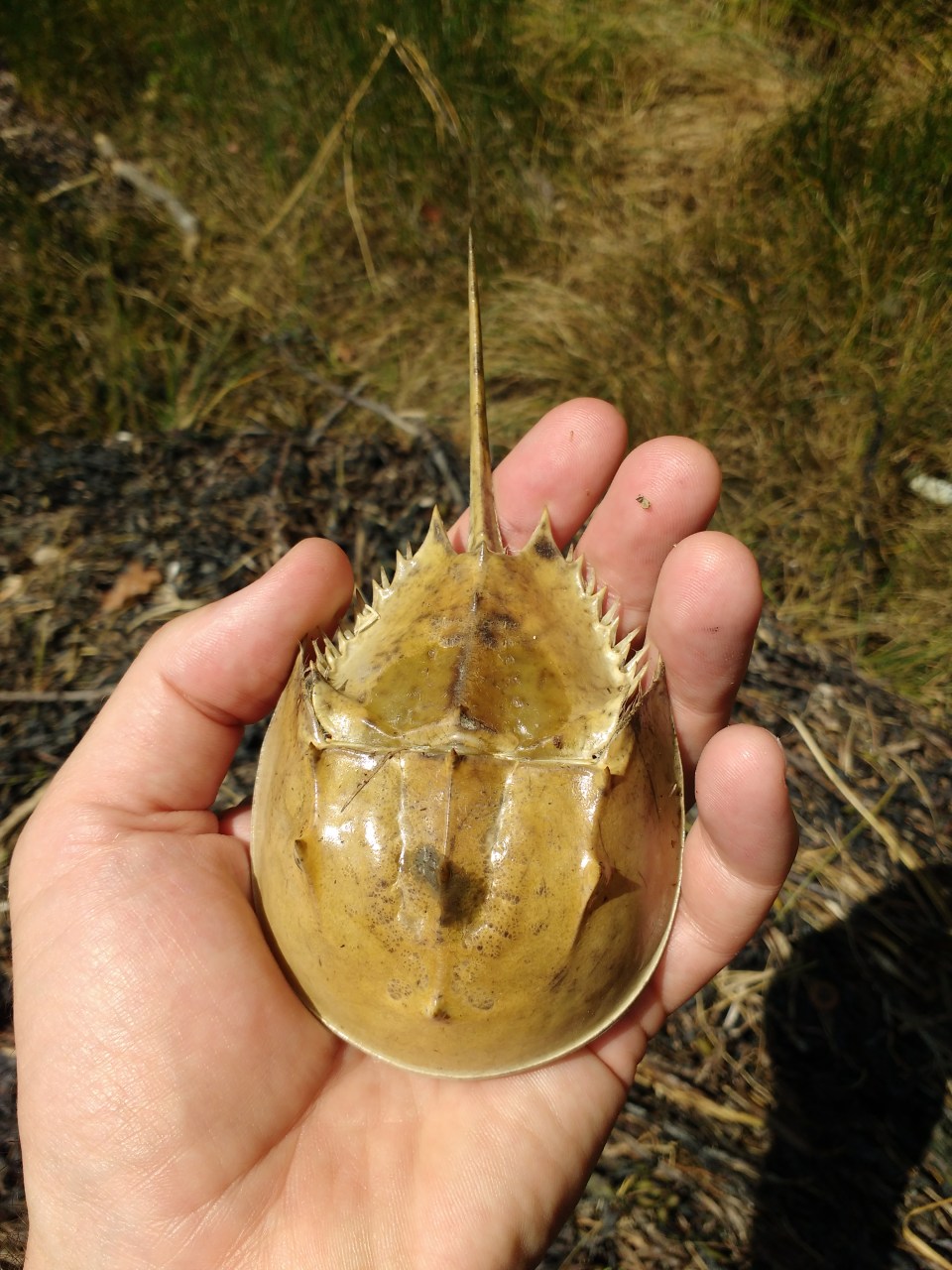 IMG_20160807_110959218