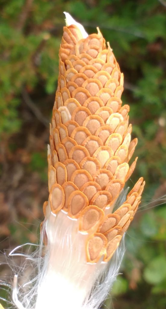 IMG_20160830_102018525