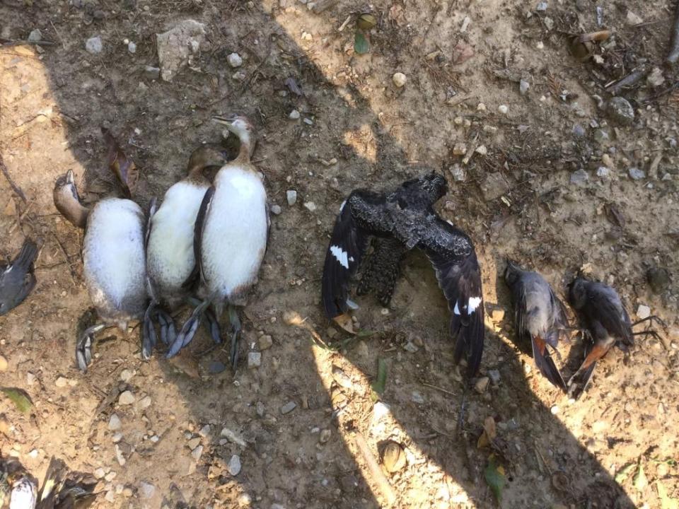 img_0479birds_cross_1