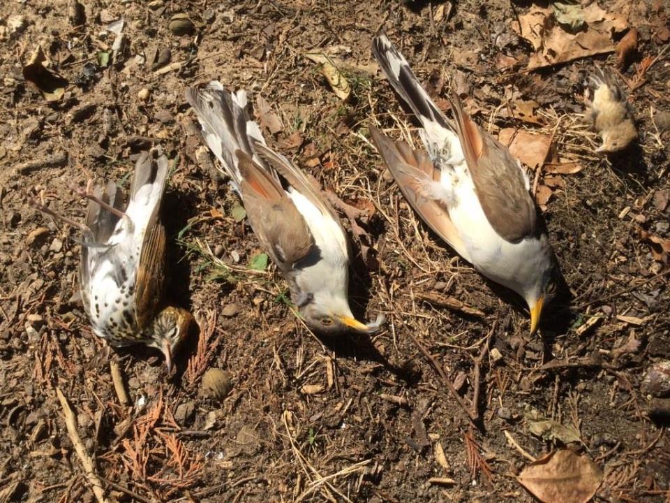 img_0480birds_cross_2