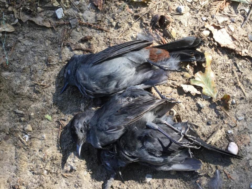 img_0482birds_cross_4