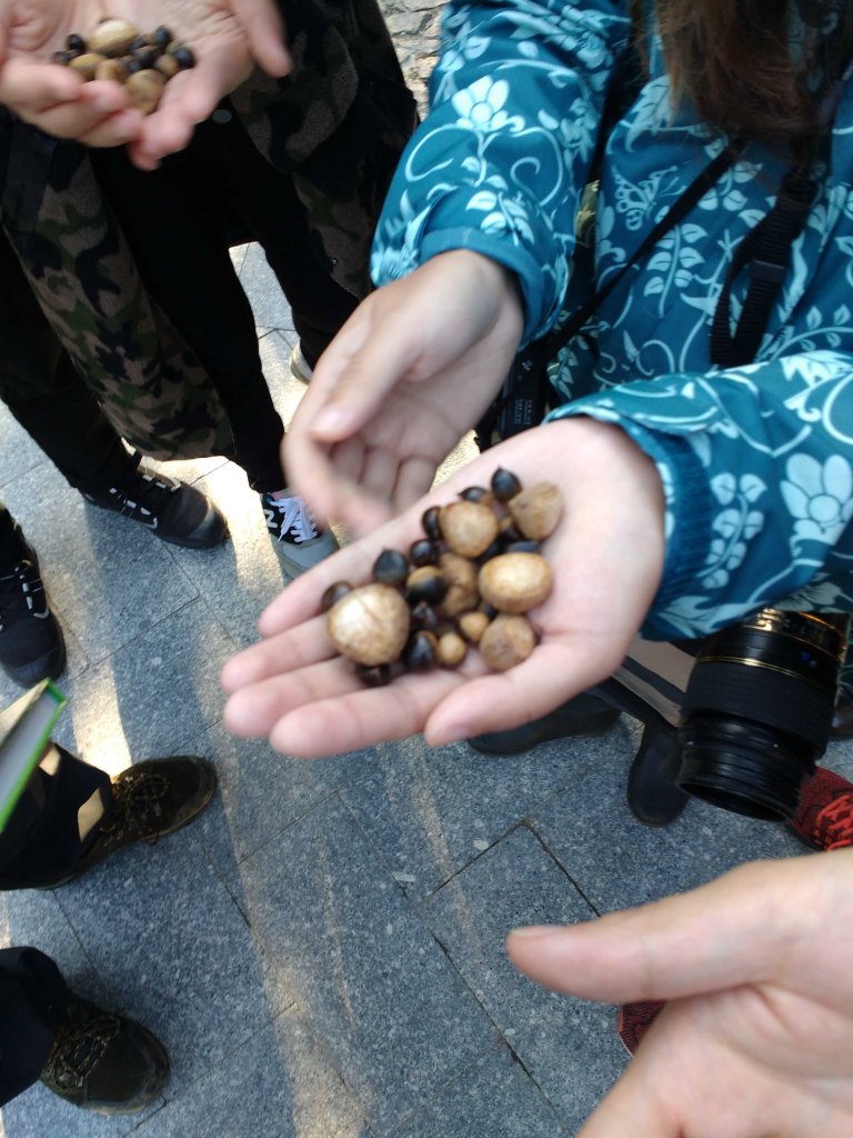 Truthiness in nuts. Castanopsis.