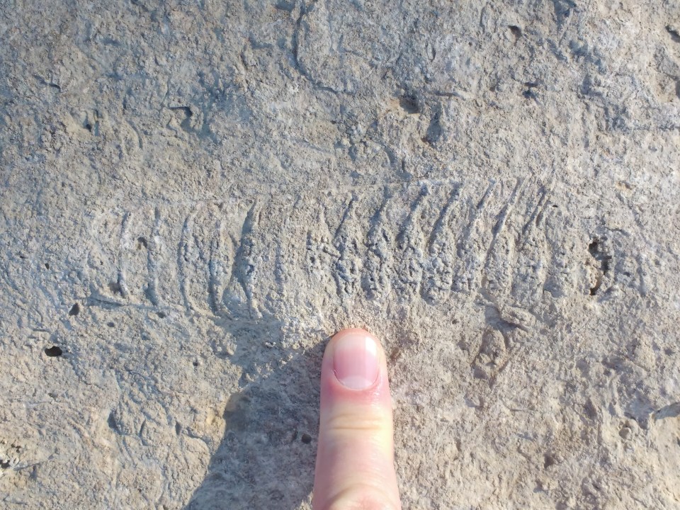Actinoceras. A mollusc that swam in the open water. Its shape is like an uncoiled Nautilus.
