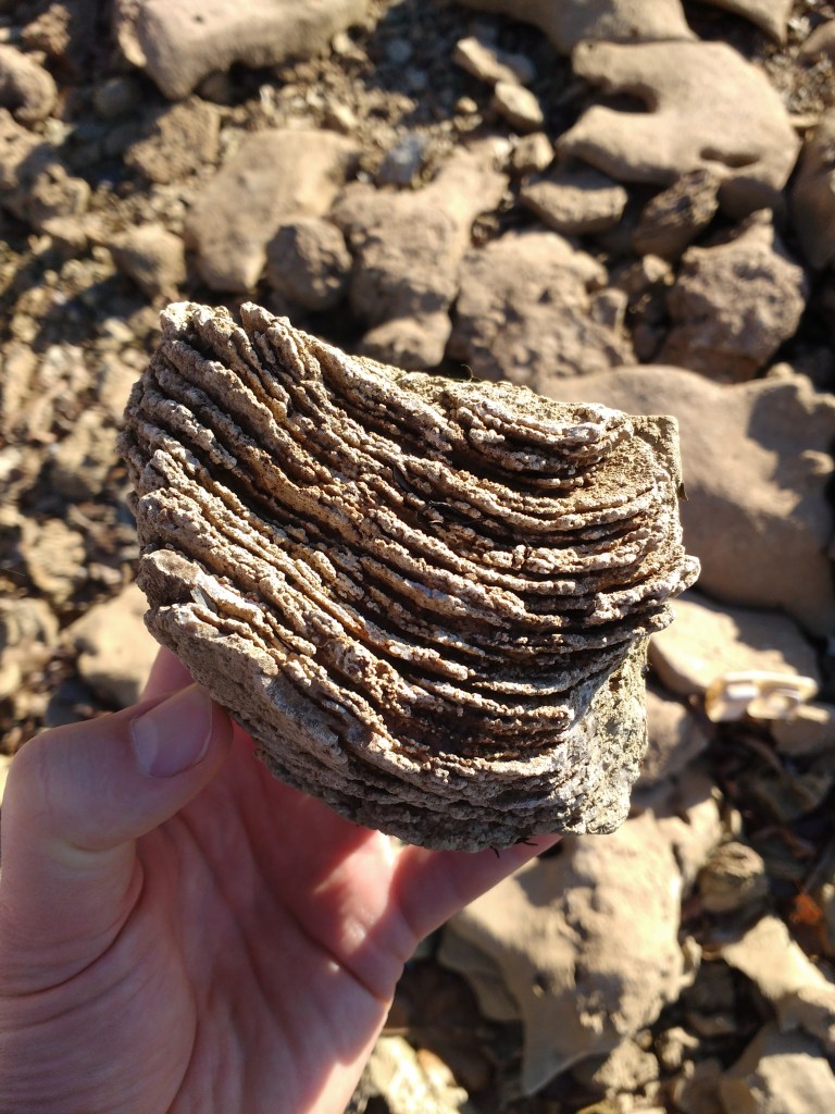 This stack is, I think, the remains of a stromatolite, a layered community of bacteria and bacteria-like cells. 