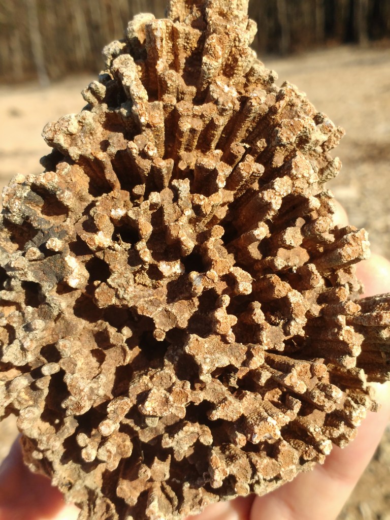 A honeycomb coral (Favosites). The coral animals lived inside closely packed columns of calcium carbonate. Like modern corals, these were reef-building animals. 