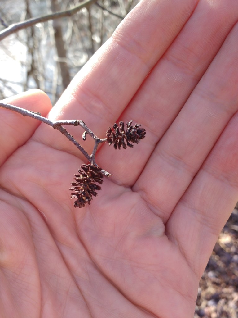 Last year's strobili, their seeds now either shed into the wind or stolen by birds.