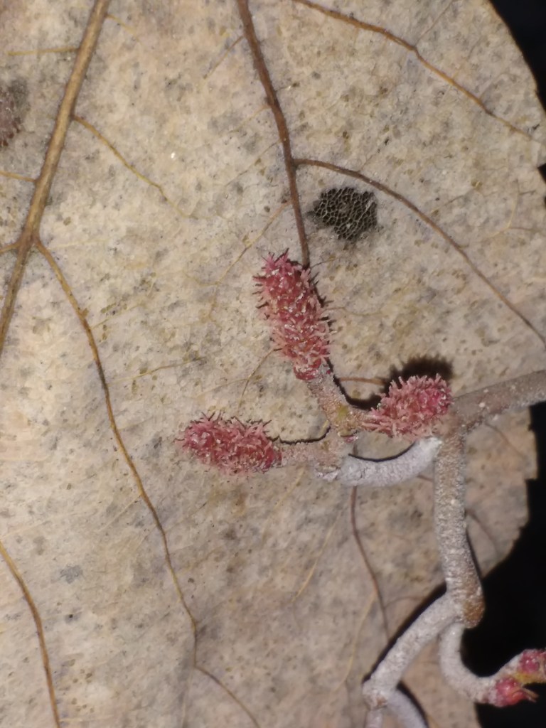 Female flowers several days later. Their sticky surfaces are now covered by captured pollen.