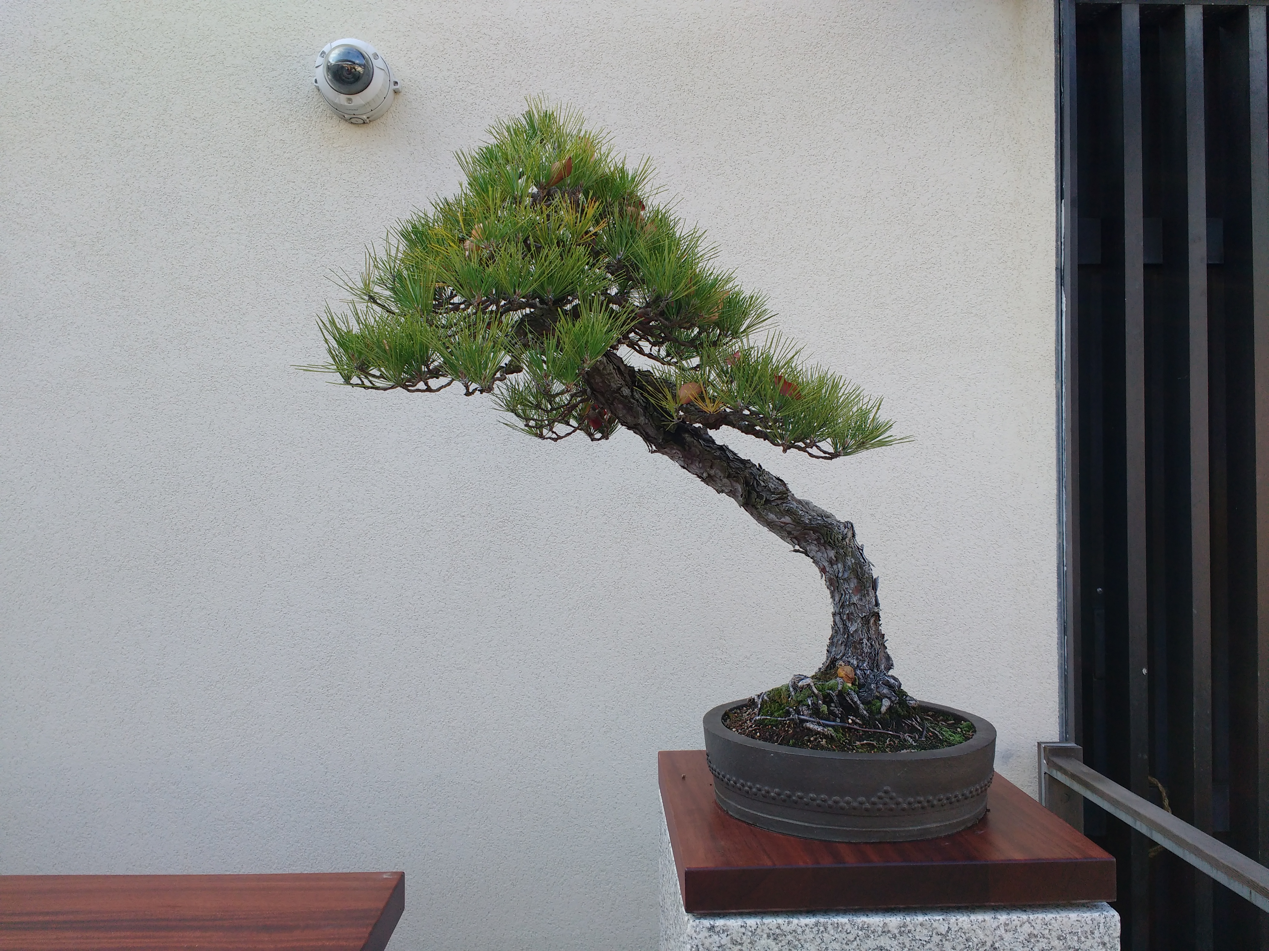 Autumn at the National Bonsai and Penjing Museum | David George Haskell